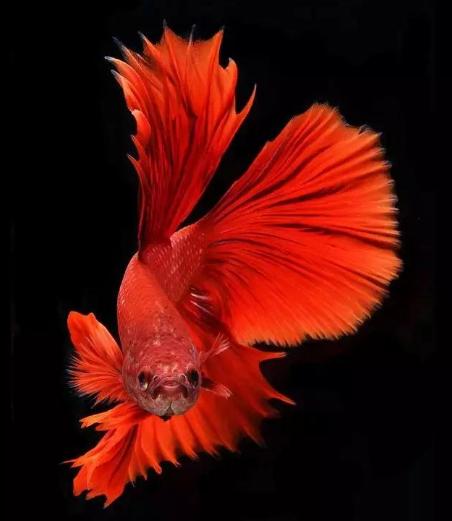 价格最贵的十大观赏鱼,常见热带观赏鱼及价格