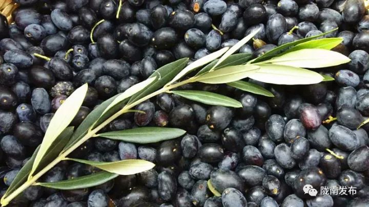 今生广种橄榄树，来世还做陇南人！