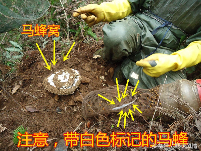 蜂箱旁诱捕马蜂的最佳方法,诱蜂洞如何引诱马蜂