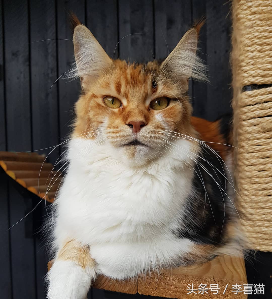 缅因猫霸气侧漏瞬间,缅因猫有多霸气多帅