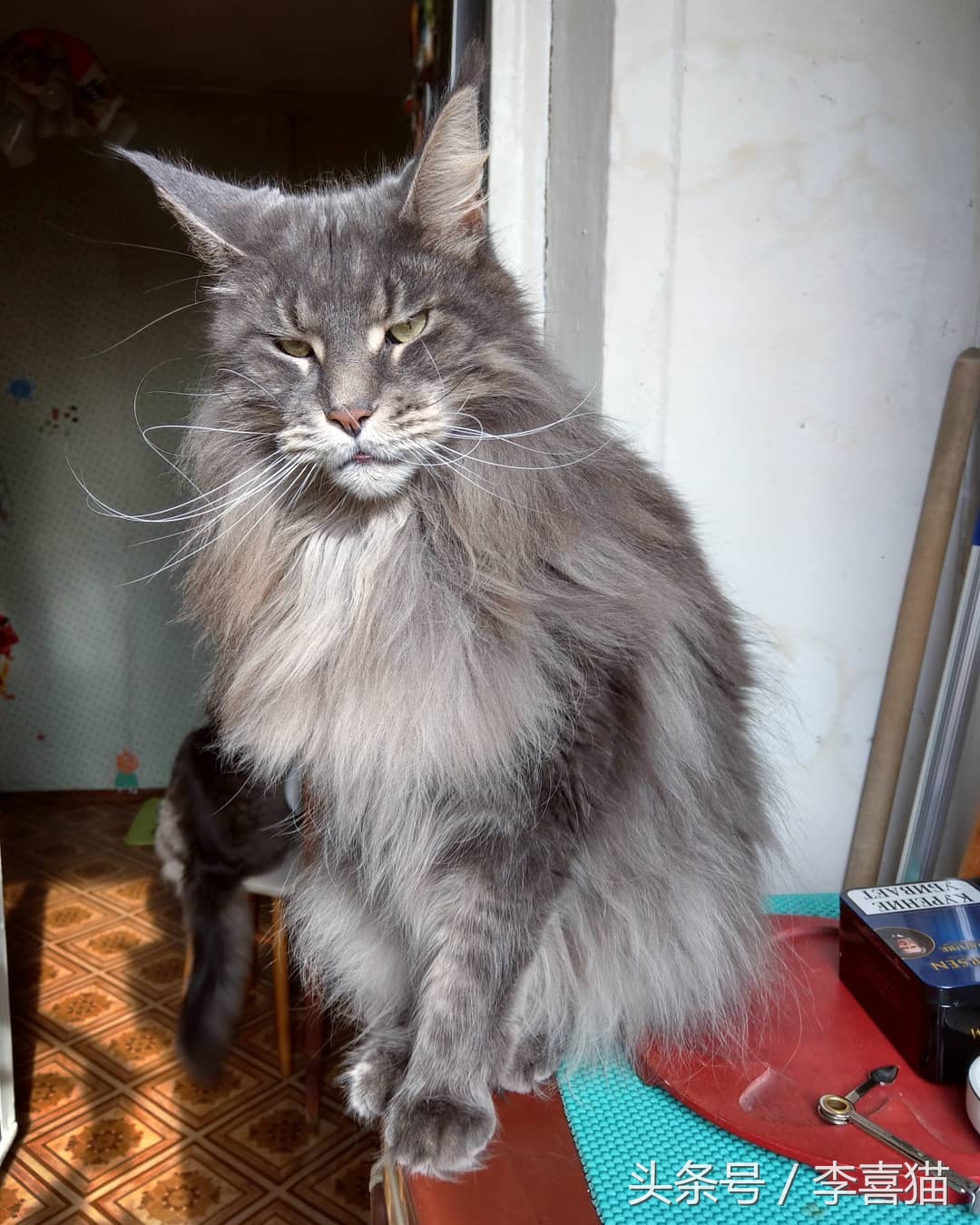 缅因猫霸气侧漏瞬间,缅因猫有多霸气多帅