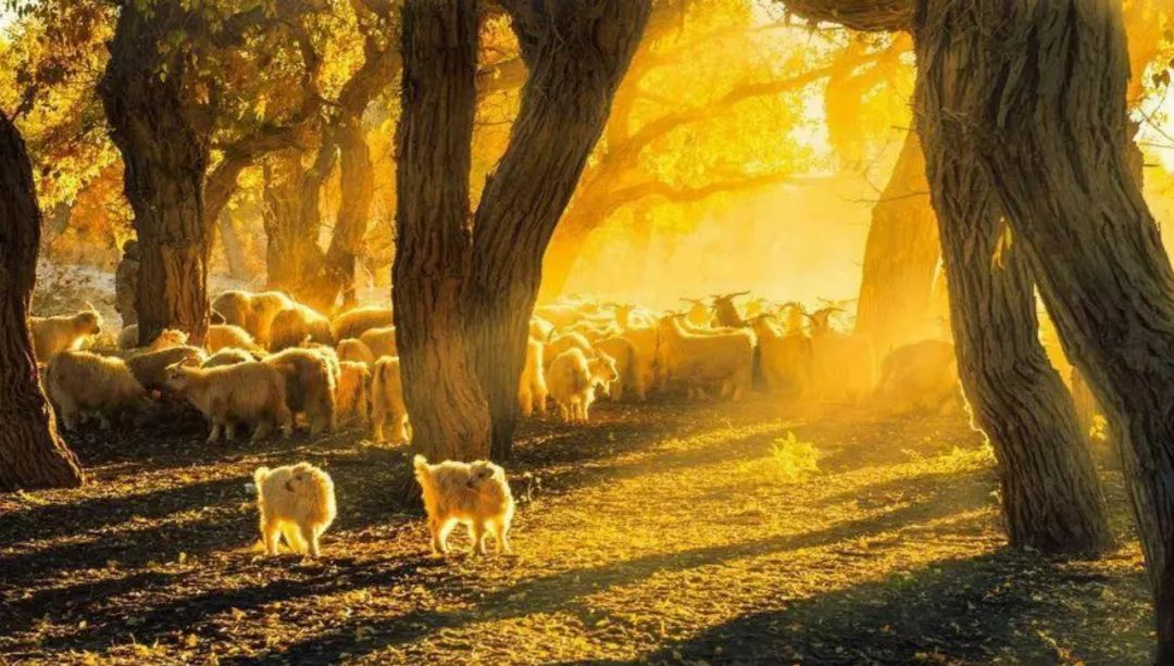 世界在听中国说,巴音郭楞经典故事