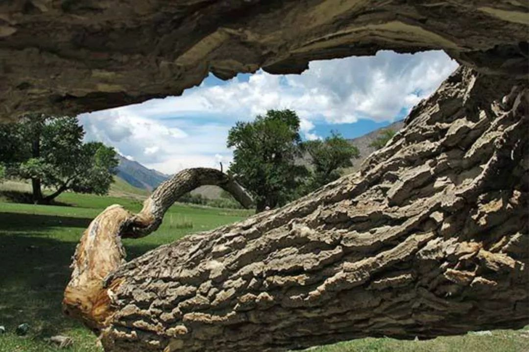 世界在听中国说,巴音郭楞经典故事