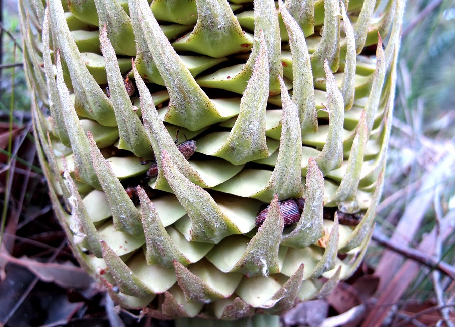 铁树开花为啥要一千年,铁树开花臭味相投