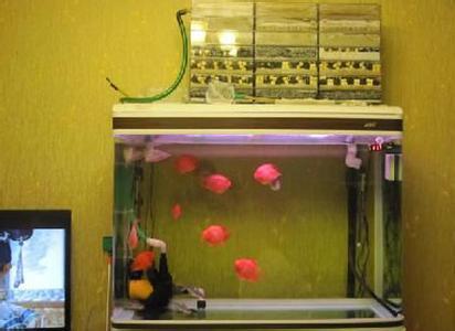 既想造景又想养鱼,鱼缸清洁一杆搞定六种功能