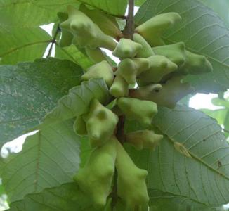 每日一本草,每日一本草竹茹