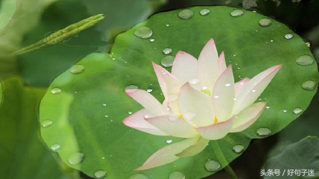 喝酒感悟人生哲理精辟句子,品茶感悟人生哲理精辟句子