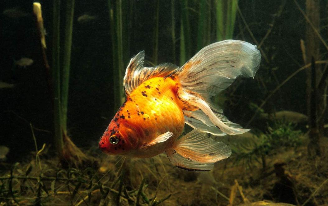 金鱼冷水鱼如何正确饲养,什么金鱼好养耐活冷水鱼无需打氧