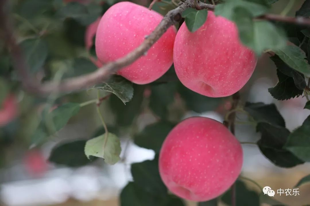 苹果上色需要辅助措施,采取哪些措施可以让苹果上色更好