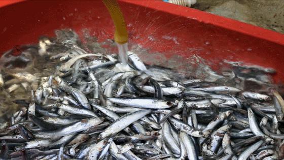 正宗阳澄湖大闸蟹到底长啥样,正宗阳澄湖大闸蟹到底什么样子