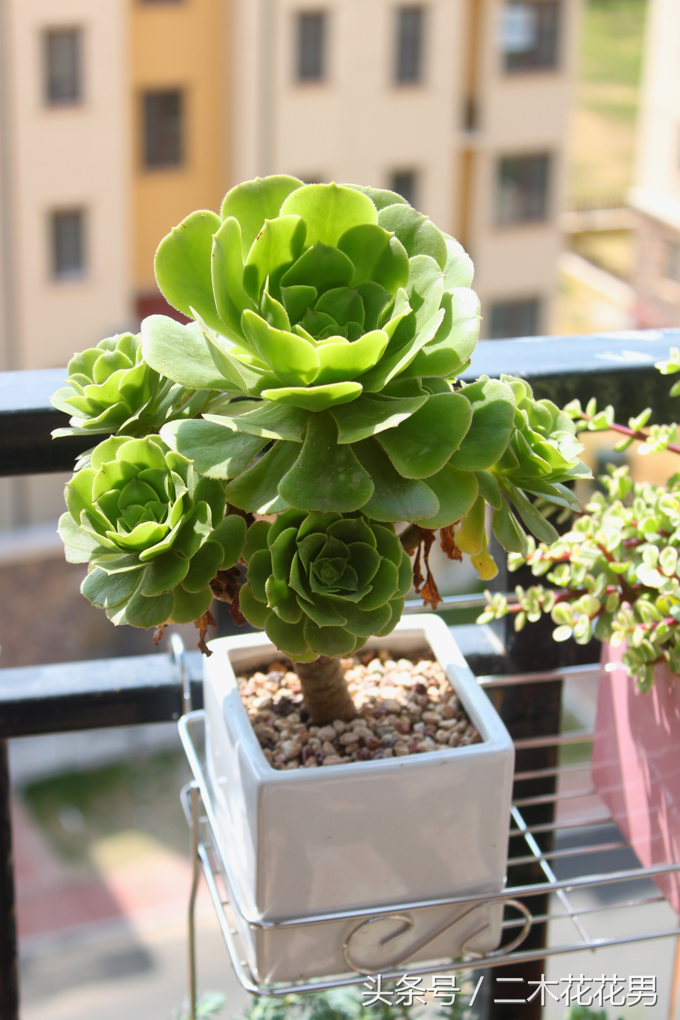 玉龙观音怎样养护和管理,玉龙观音生长过程中需要摘叶片