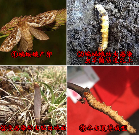 冬虫夏草的虫草素,冬虫夏草虫草素抗癌