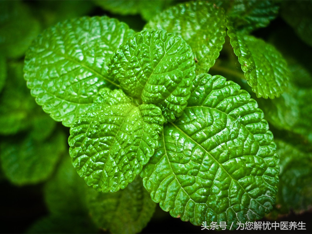 阳和汤方剂是治什么病,阳和汤的常见适用病症