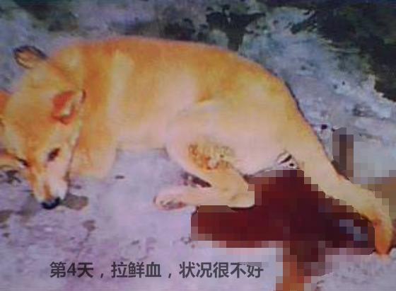 狗狗第一针疫苗是预防什么病的,狗狗几岁开始掉牙该怎么预防