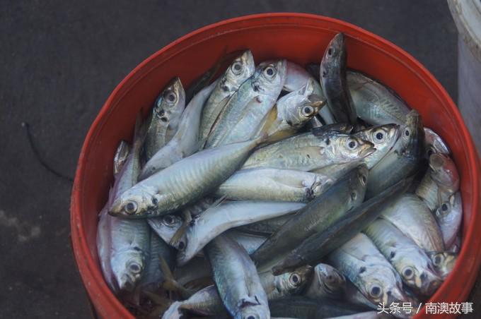 国庆去南澳岛旅游攻略,南澳岛赶海出海游玩攻略