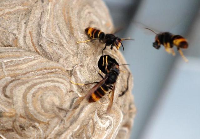 蜜蜂蜇完人后蜜蜂还能活吗,蜜蜂蜇人后还可以活吗多久会死