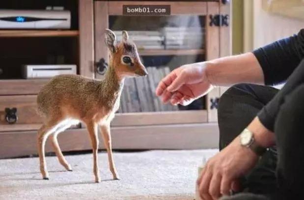 世界上最小的24种动物,世界上胆子最小的动物