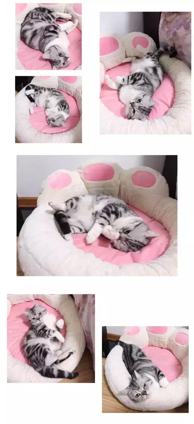 猫猫为了猫薄荷可以有多疯狂,记录猫咪吸猫薄荷日常