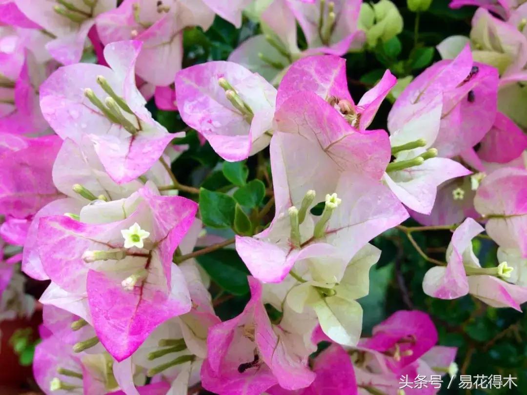 老枝杜鹃如何扦插,老枝杜鹃怎么扦插