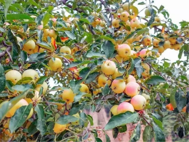 山上的跟山楂一样的小苹果能吃吗,北方有一种很硬但是很甜的苹果