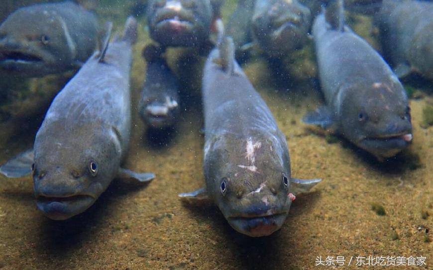 东北十大冷水鱼品种,东北的冷水鱼有什么特点