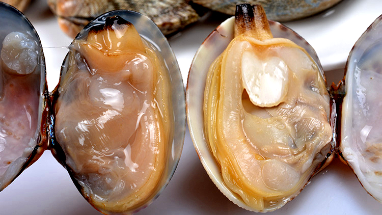 海边贝类种类,各种贝类的名称