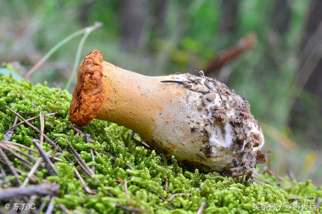 有抗癌功效的山野菜,藏在山林里的美味