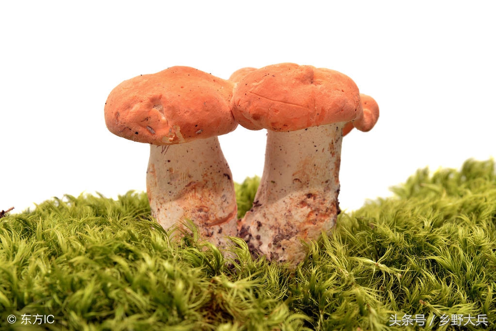 北方的深山老林中的神奇植物，貌似猴头，营养丰富也能治疗癌症