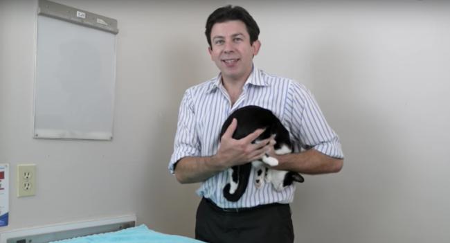 抱猫的正确姿势搞笑,抱猫的正确姿势漫画