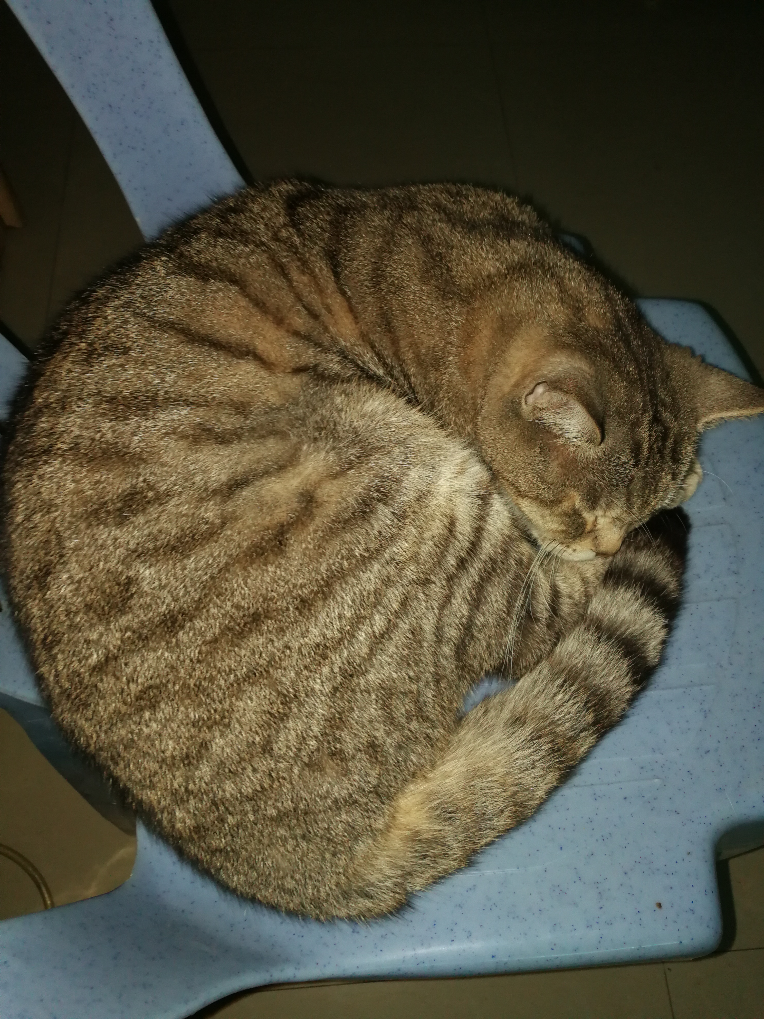 开饭啦营养餐怎么做,怎么自己动手做猫粮又健康又营养