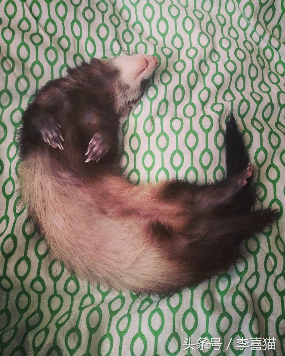 什么貂适合宠物猫咪,宠物貂跟猫咪