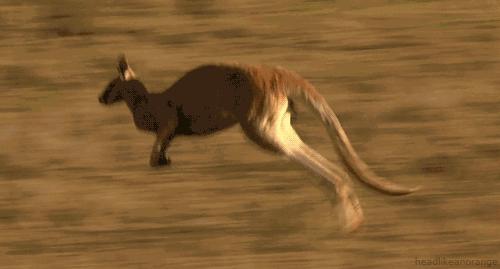 袋鼠袋子里有粪便怎么办,袋鼠袋子里住着一窝鸟