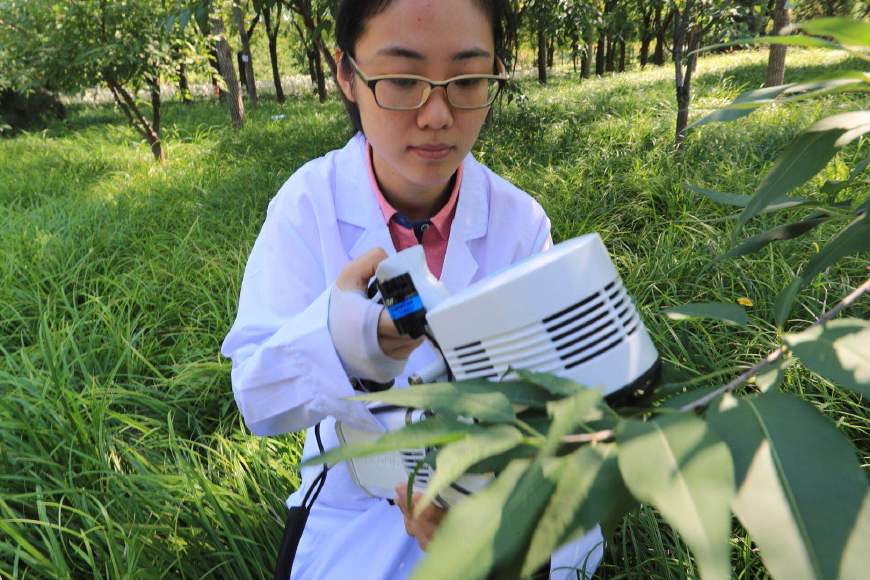 国槐、白蜡、“京草”……充满京味儿的北京“土著植物”基地长啥样