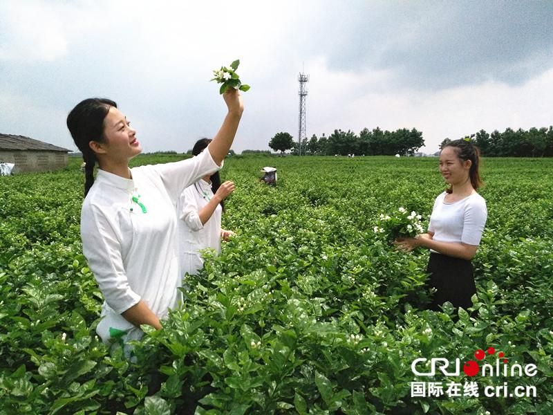 茉莉花之乡广西横县经济,广西南宁横县茉莉花之乡