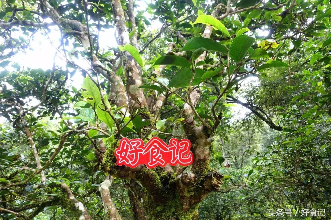 全世界最好的古树茶园,景迈山古茶园有几片