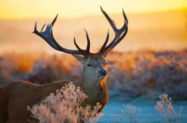 自然的麋鹿,自然麋鹿介绍