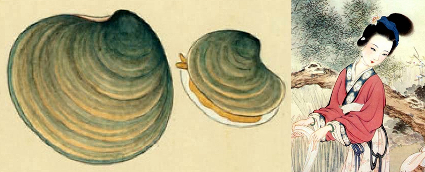 蛏子贝壳类海鲜,贝类海鲜有哪些毛蚶