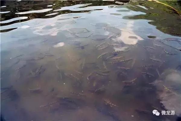 一亩养殖石斑鱼的利润是多少呢,养1万斤淡水石斑鱼盈利大概多少