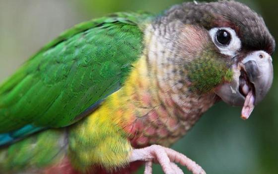 心理测试你最想要哪只宠物,心理测试选一顶王冠你敢试试吗