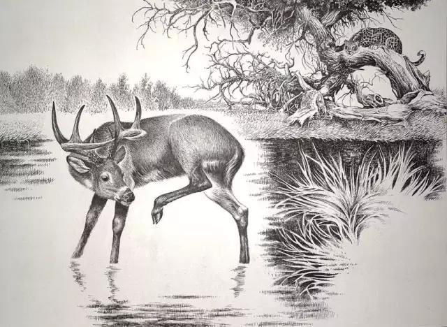 顶级超写实钢笔画,最惊艳的钢笔画大神