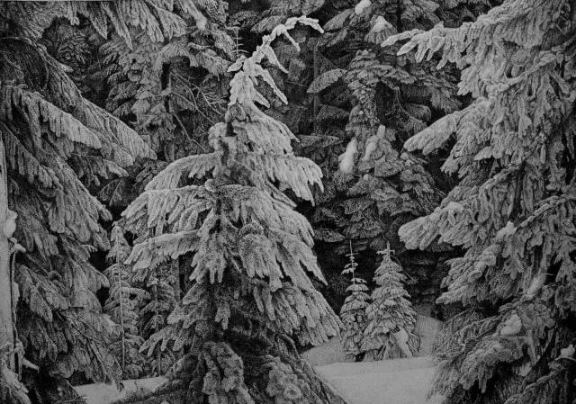 顶级超写实钢笔画,最惊艳的钢笔画大神