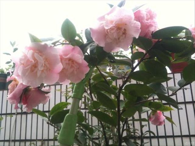 天竺葵病害一半叶枯萎,天竺葵常见的病虫害及防治方法