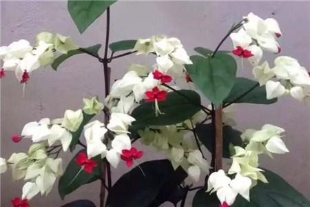 养龙吐珠好不好,龙吐珠不开花怎么养