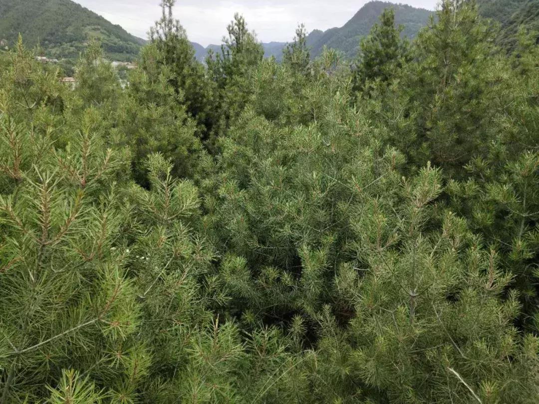 碧桂园扶贫基地在哪里,碧桂园扶贫英德