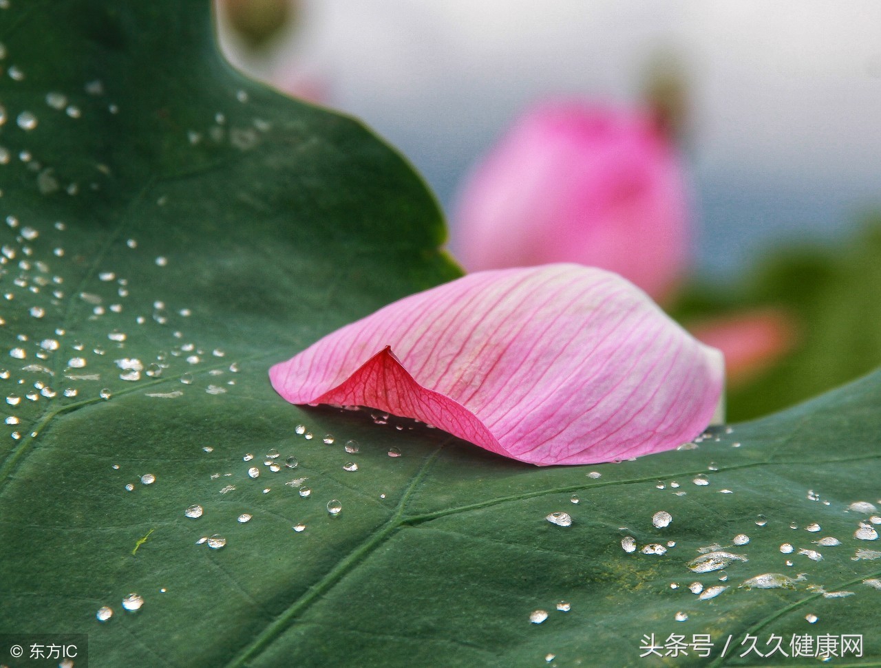 怀孕期间不注意卫生感染梅毒,老年性阴道炎有什么症状怎么预防
