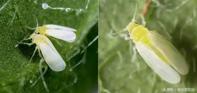 瓜类作物如何防治病虫害,瓜类病虫害的主要种类