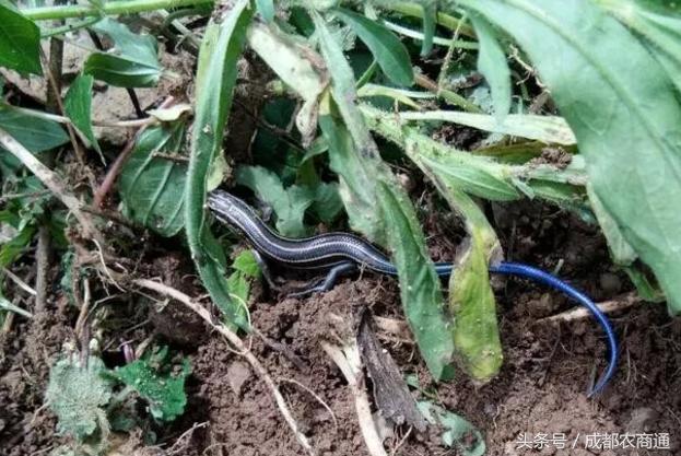蓝色的四脚蛇有毒吗？村民表示吓死了