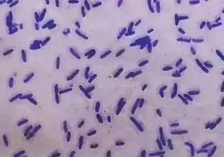 革兰氏阳性菌和革兰氏阴性菌选择抗菌药物