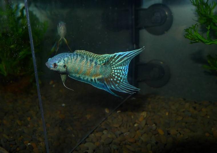 热带观赏龙鱼价格,东南亚观赏鱼品种大全