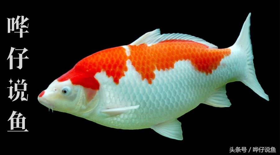 锦鲤养了一年多还是怕人养鱼老道,怎么把锦鲤养大养肥